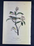 Audubon First Edition Octavo print Plate No. 131 Cuvier's Kinglet