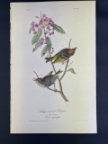Audubon First Edition Octavo print Plate No. 133 Ruby-Crowned Kinglet
