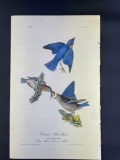 Audubon First Edition Octavo print Plate No. 134 Common Blue Bird