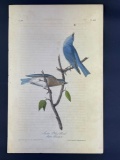 Audubon First Edition Octavo print Plate No. 136 Arctic Blue Bird