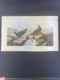 Audubon First Edition Octavo print Plate No. 137 American Dipper