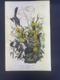 Audubon First Edition Octavo print Plate No. 138 Common Mocking Bird