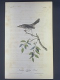 Audubon First Edition Octavo print Plate No. 139 Mountain Mocking Bird