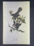 Audubon First Edition Octavo print Plate No. 140 Cat Bird