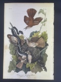 Audubon First Edition Octavo print Plate No. 141 Ferruginous Mocking Bird