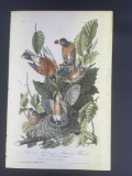 Audubon First Edition Octavo print Plate No.142 American Robin or Migratory Thrush