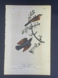 Audubon First Edition Octavo print Plate No. 143 Varied Thrush