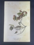 Audubon First Edition Octavo print Plate No. 144 Wood Thrush