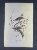 Audubon First Edition Octavo print Plate No. 146 Hermit Thrush