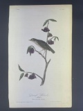 Audubon First Edition Octavo Print Plate No. 147 Dwarf Thrush