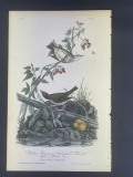 Audubon First Edition Octavo Print Plate No. 148 Golden Crowned Wagtail (Thrush)