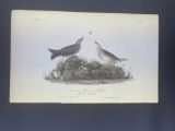 Audubon First Edition Octavo Print Plate No. 150 American Pipit or Titlark