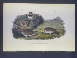 Audubon First Edition Octavo Print Plate No. 151 Shore Lark