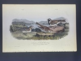 Audubon First Edition Octavo Print Plate No. 152 Lapland Lark Bunting