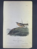 Audubon First Edition Octavo print Plate No. 153 Painted Lark-Bunting