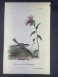 Audubon First Edition Octavo Print Plate No. 154 Chestnut-collared Lark-Bunting