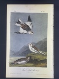 Audubon First Edition Octavo Print Plate No. 155 Snow Lark-Bunting