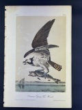 Audubon Octavo Print ? Common Osprey Fish Hawk ? Plate 15, 2nd Edition