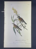 Audubon First Edition Octavo Print Plate No. 156 Black-throated Bunting