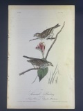 Audubon First Edition Octavo Print Plate No. 160 Savannah Bunting