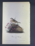 Audubon First Edition Octavo Print Plate No. 162 Yellow-winged Bunting