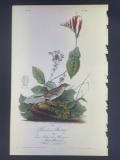 Audubon First Edition Octavo Print Plate No. 163 Henslow's Bunting