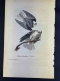 JOHN JAMES AUDUBON PL 16 - BLACK-SHOULDERED ELANUS