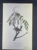 Audubon First Edition Octavo Print Plate No. 165 Chipping Bunting