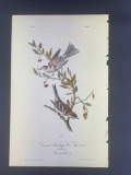 Audubon First Edition Octavo Print Plate No. 166 Canada Bunting (Tree Sparrow)
