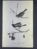 Audubon First Edition Octavo Print Plate No. 167 Common Snow-Bird
