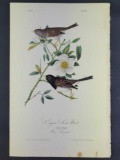 Audubon First Edition Octavo Print Plate No. 168 Oregon Snow Bird
