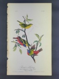 Audubon First Edition Octavo print Plate No. 169 Painted Bunting