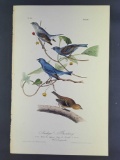 Audubon First Edition Octavo print Plate No. 170 Indigo Bunting