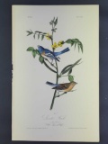 Audubon First Edition Octavo print Plate No. 171 Lazuli Finch