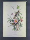 Audubon First Edition Octavo Print Plate No. 172 Sea-side Finch