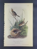 Audubon First Edition Octavo print Plate No. 174 Sharp-tailed Finch