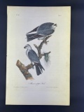 Audubon Plate 7 Mississippi Kite Octavo Edition