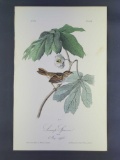 Audubon First Edition Octavo Print Plate No. 175 Swamp Sparrow
