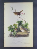 Audubon First Edition Octavo print Plate No. 177 Lincoln's Pinwood Finch