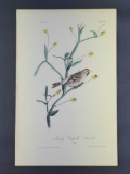 Audubon First Edition Octavo print Plate No. 178 Mealy Redpoll Linnet