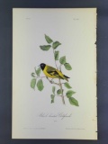 Audubon First Edition Octavo print Plate No. 182 Black-headed Goldfinch