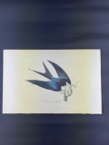 Audubon Plate 18 Swallow-Tailed Hawk First Edition Octavo