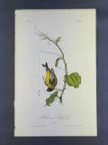 Audubon First Edition Octavo Print Plate No. 183 Arkansaw Goldfinch