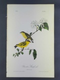 Audubon First Edition Octavo print Plate No. 184 Yarrell's Goldfinch