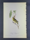 Audubon First Edition Octavo Print Plate No. 185 Stanley Goldfinch