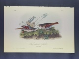 Audubon First Edition Octavo Print Plate No. 186 Fox-coloured Finch