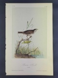 Audubon First Edition Octavo print Plate No. 187 Brown Finch