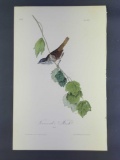 Audubon First Edition Octavo Print Plate No. 188 Townsend's Finch