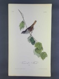 Audubon First Edition Octavo Print Plate No. 188 Townsend's Finch