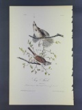 Audubon First Edition Octavo print Plate No. 189 Song Finch